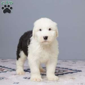 Mannie, Old English Sheepdog Puppy